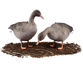 Комплект Серый гусь 10 шт S10S (North Way) Комплект Серый гусь 10 шт S10S (North Way)