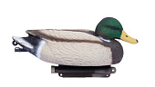 Чучело Кряква селезень отдыхающий SKS-O (North Way) Чучело Кряква селезень отдыхающий SKS-O (North Way)